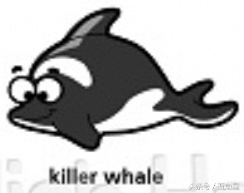 whaleshark（whale和shark的区别）